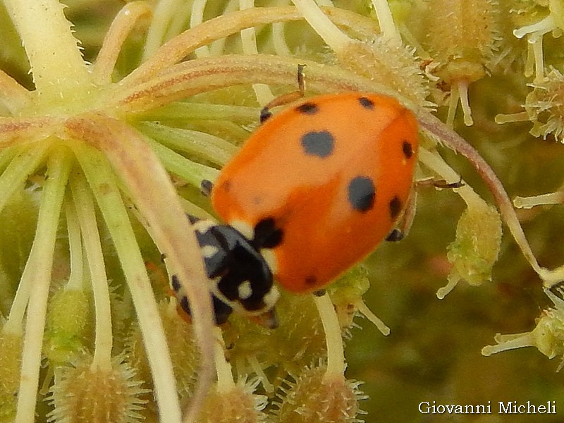 Coccinella septempunctata o Harmonia axyridis? No, Hippodamia variegata